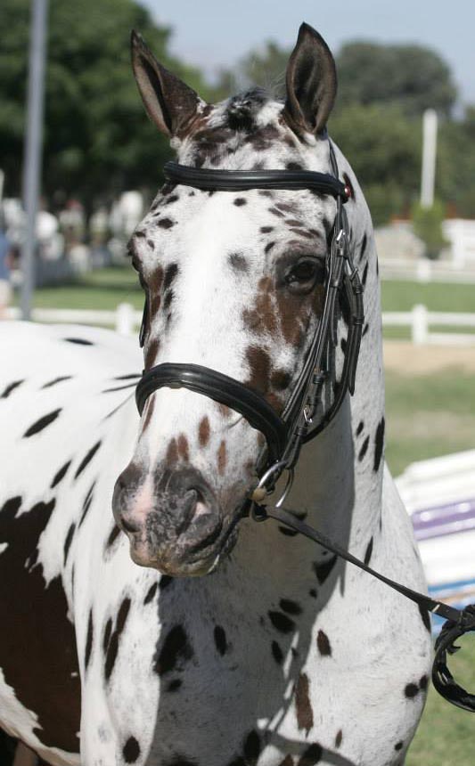 Appaloosa / Sportaloosa Stallions at Stud